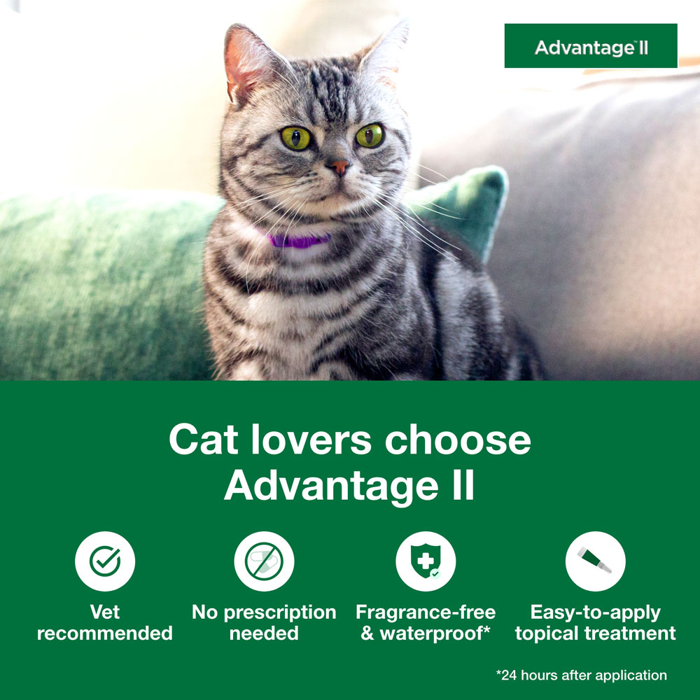 Photo inspiration: Advantage Ii Large Cats Over 9 Lbs Vet Recommended Flea Photo Inspiration