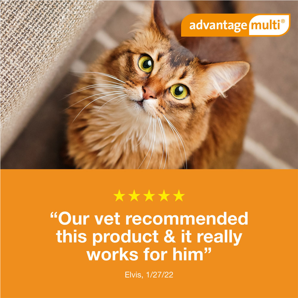 Advantage Multi for Cats 25 lbs (3 Months) On Sale EP Rx