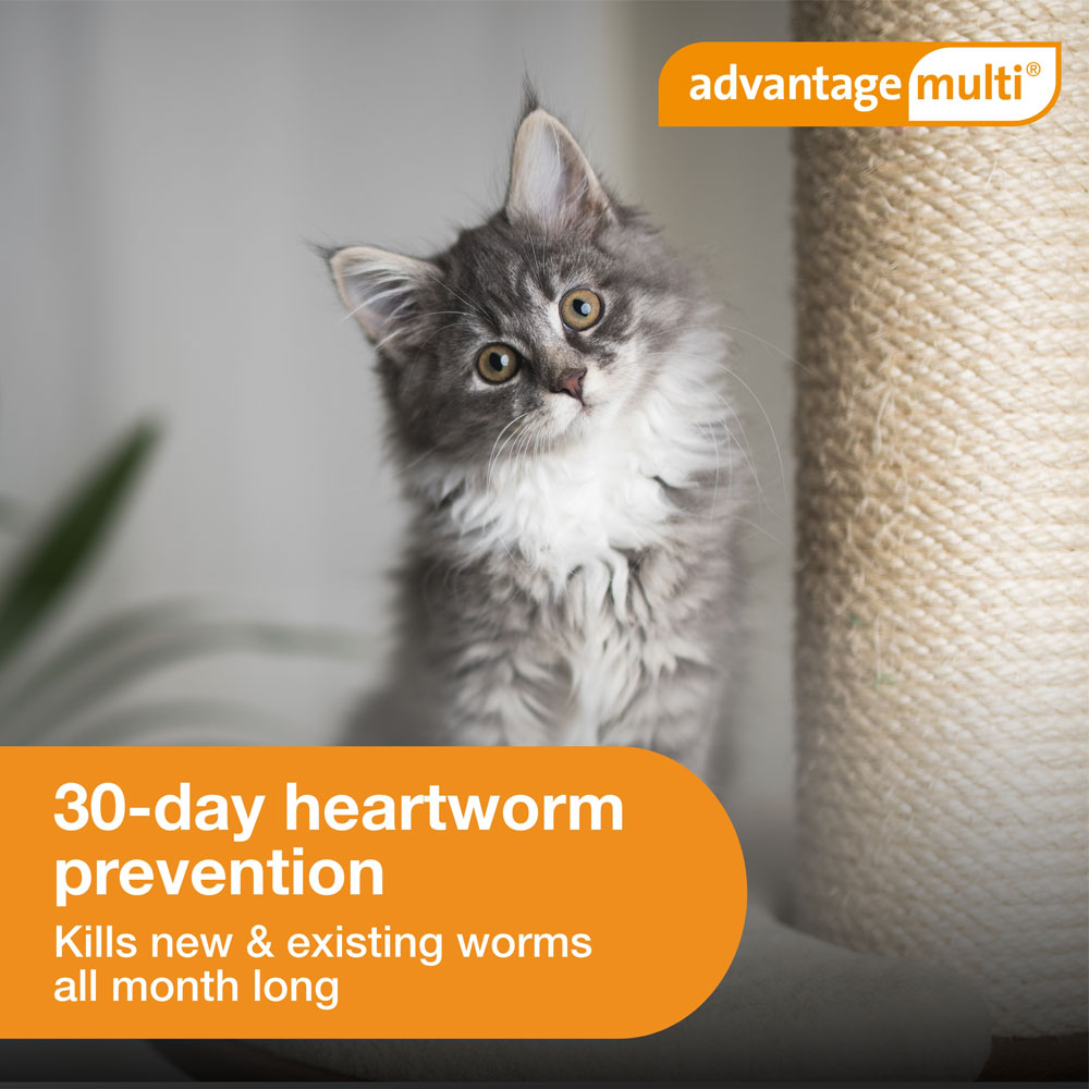 Advantage Multi for Cats 25 lbs.5in1 Heartworm PreventionKills
