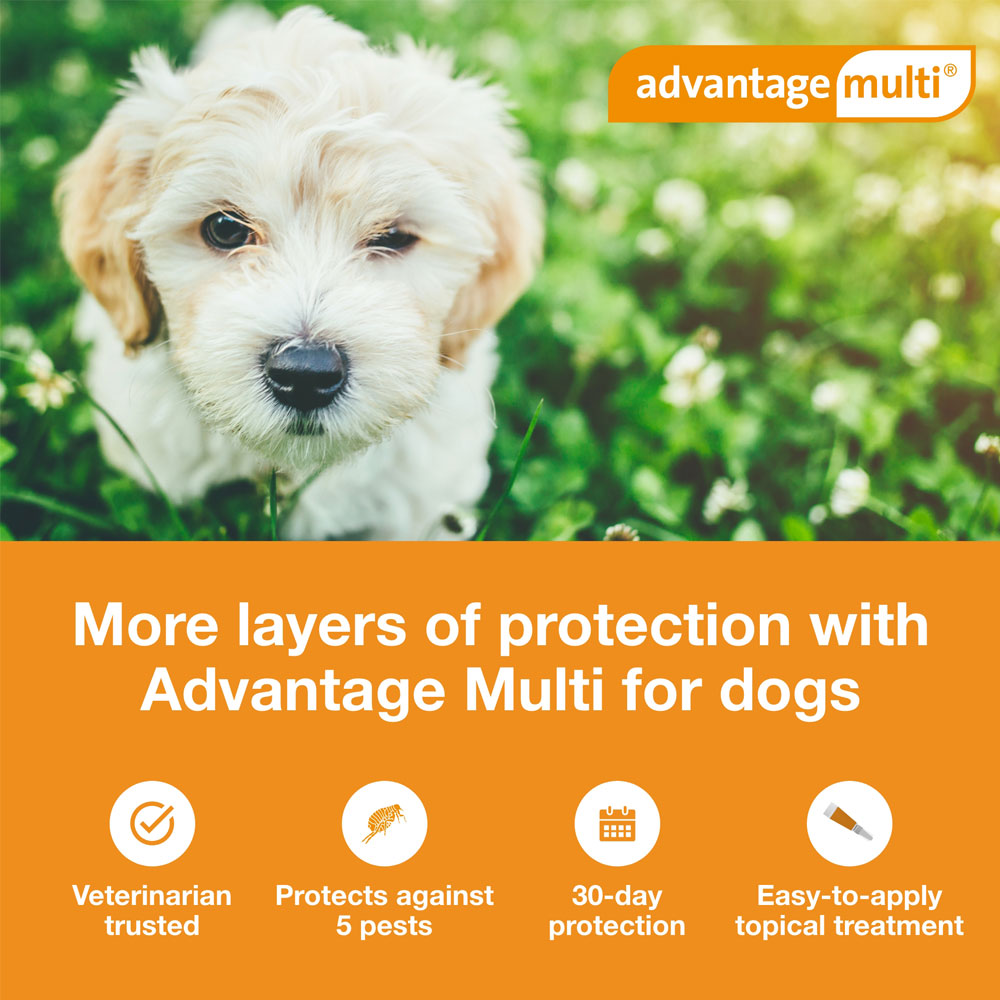 Advantage Multi for Dogs 39 lbs (6 Months) On Sale EP Rx