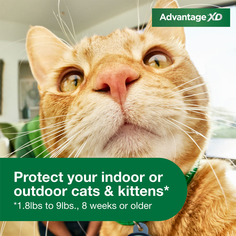 Flea Protection For Kittens Under 8 Months Reference: Advantage Xd For Small Cats 1 8 9 Pounds 2