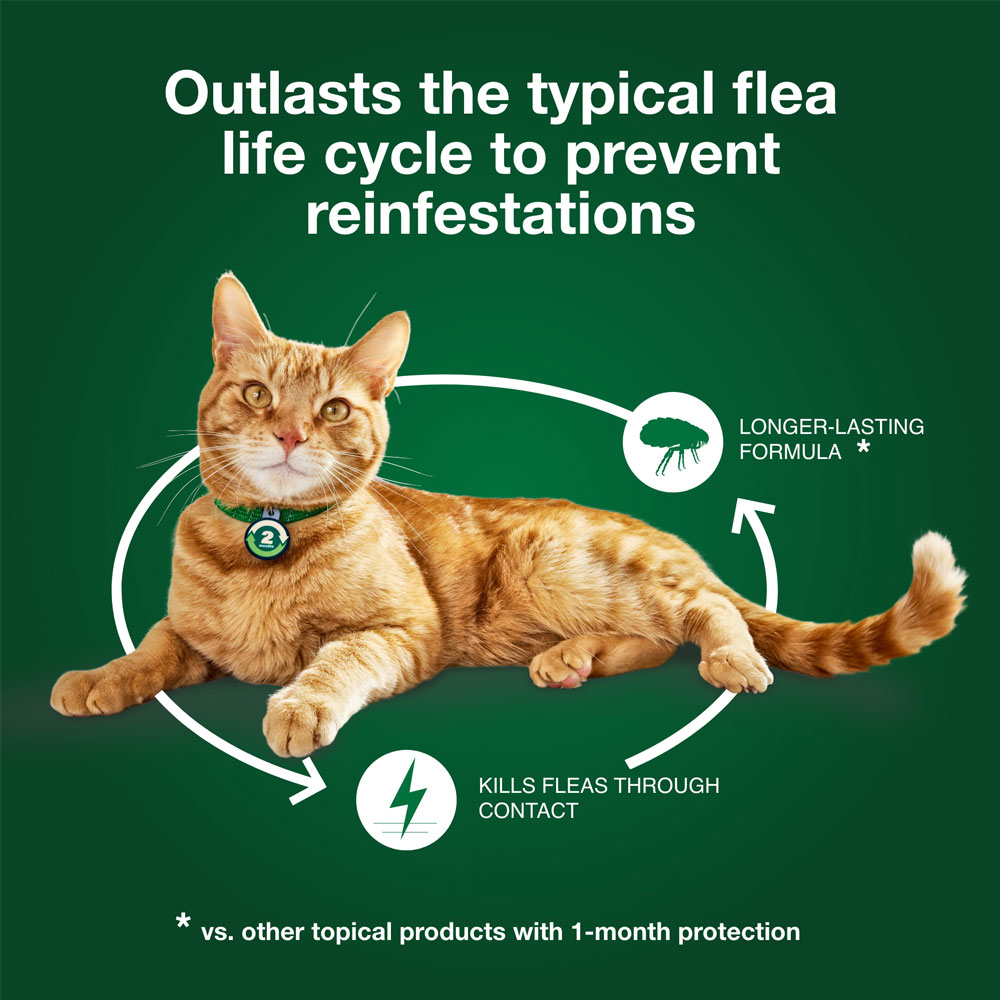 Advantage XD for Small Cats (1.8-9 Pounds), 2 Month Flea Protection, 4 ... - Flea Control For Cats With Matted Coats