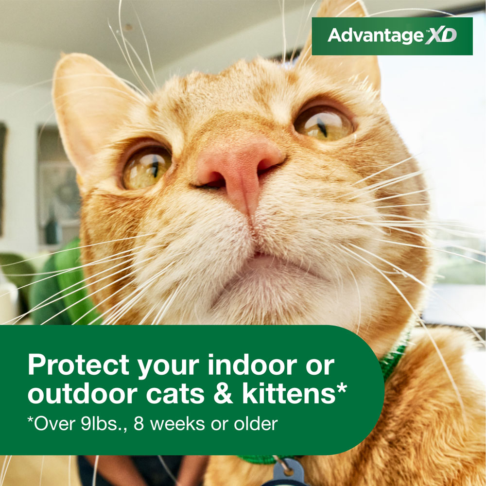 Advantage XD for Large Cats (Over 9 lbs), LongLasting Flea Prevention