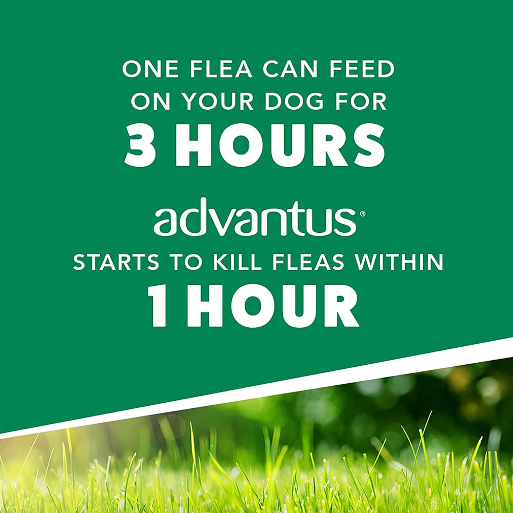 Advantus Oral Flea Soft Chews for Small Dogs, 30 Soft Chews On Sale