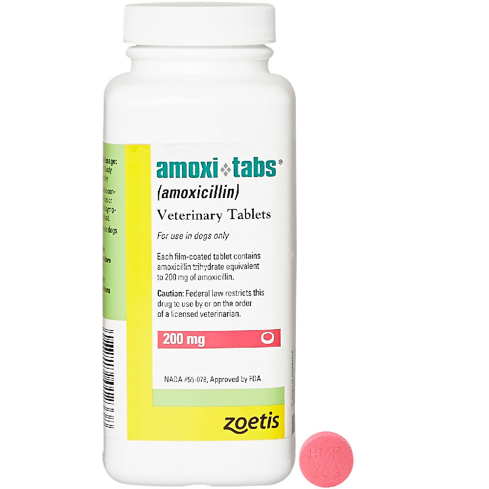 Can Dogs Take 500mg Of Amoxicillin
