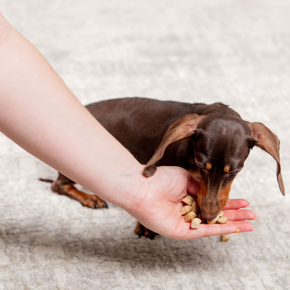 Dr. Marty Nature's Blend Freeze Dried Raw Dog Food for Senior Dogs