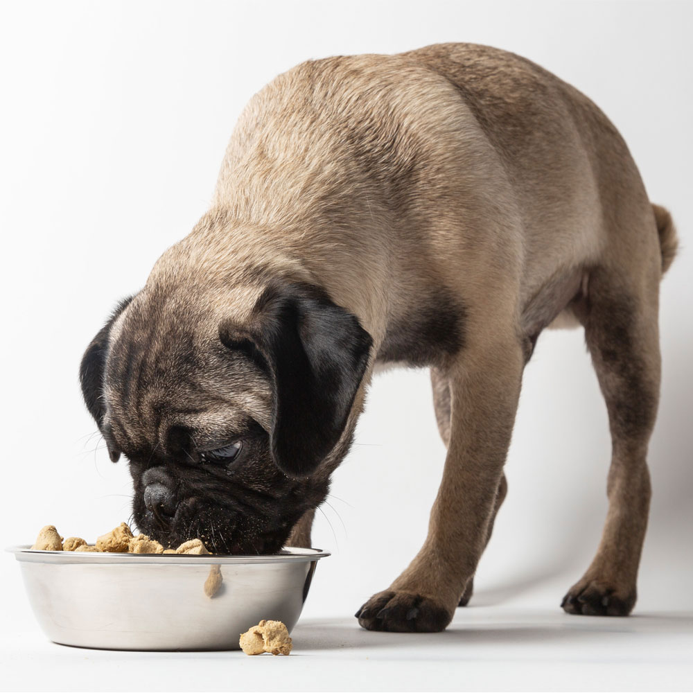 Dr. Marty Nature's Blend Freeze Dried Raw Dog Food for Sensitive