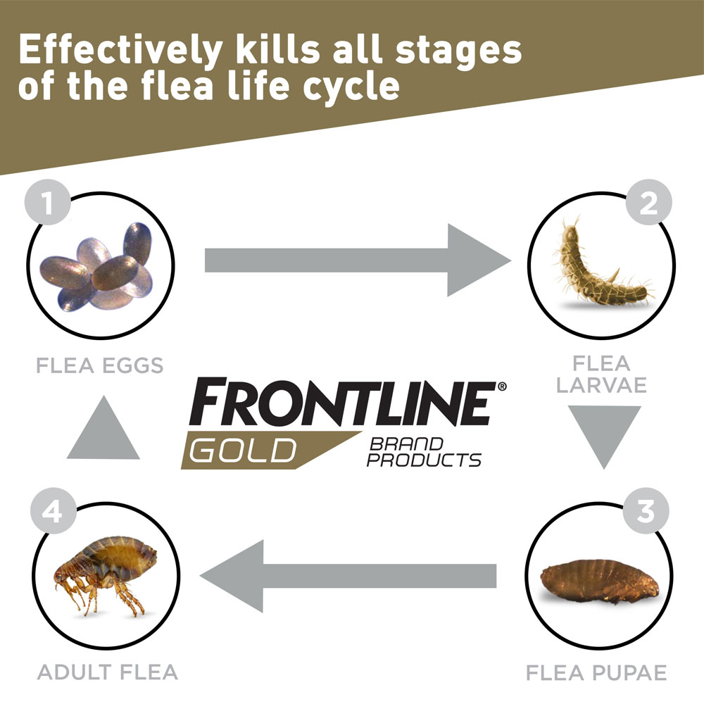 Frontline Gold for Cats, 6 Month On Sale EntirelyPets Rx