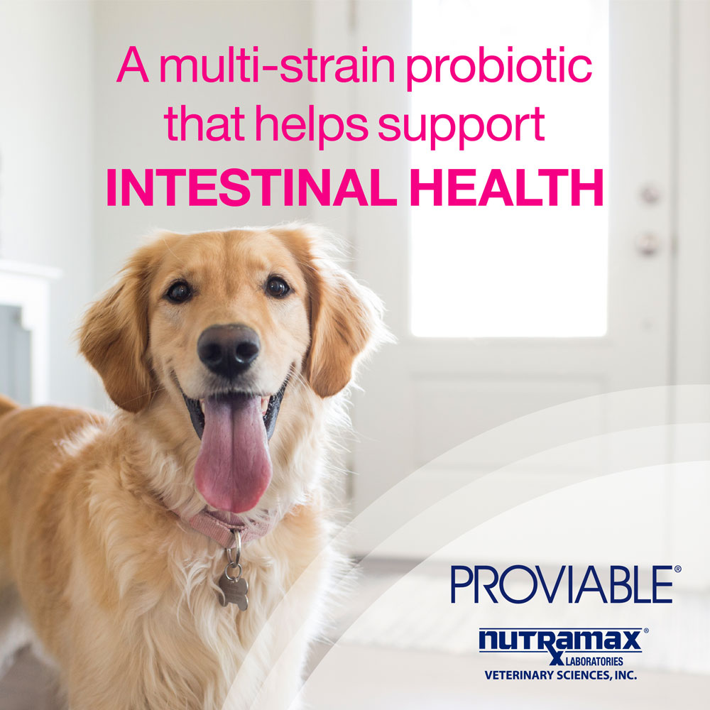 Nutramax Proviable Digestive Health Supplement Kit with MultiStrain