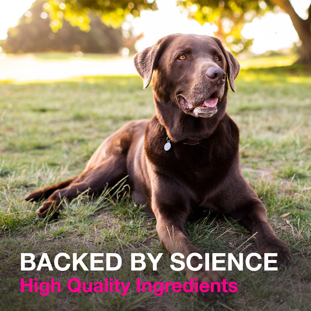 Nutramax Proviable Digestive Health Supplement Kit with MultiStrain