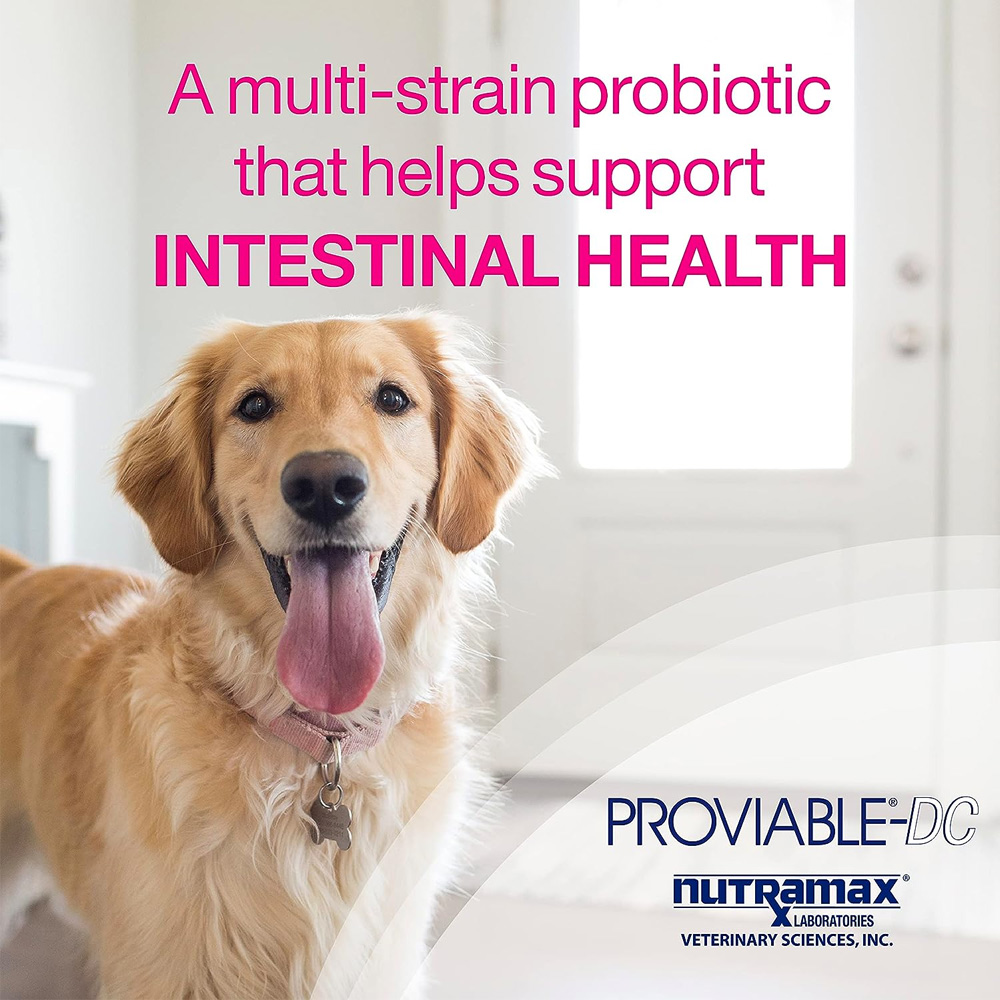 Nutramax Proviable Digestive Health Supplement MultiStrain Probiotics