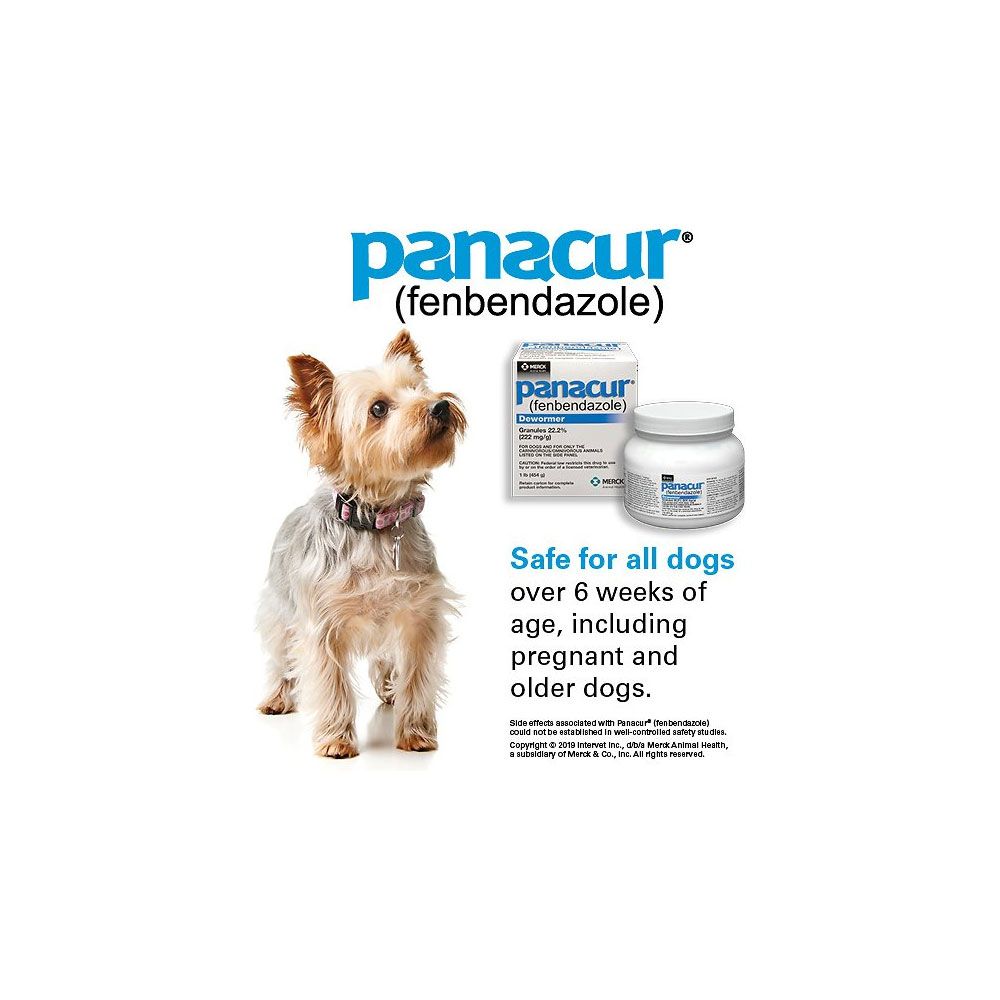 Panacur Granules 22.2 Fenbendazole, 1 lb Free Shipping EntirelyPets Rx