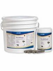 Pect-A-Guard Plus, 40 Capsules