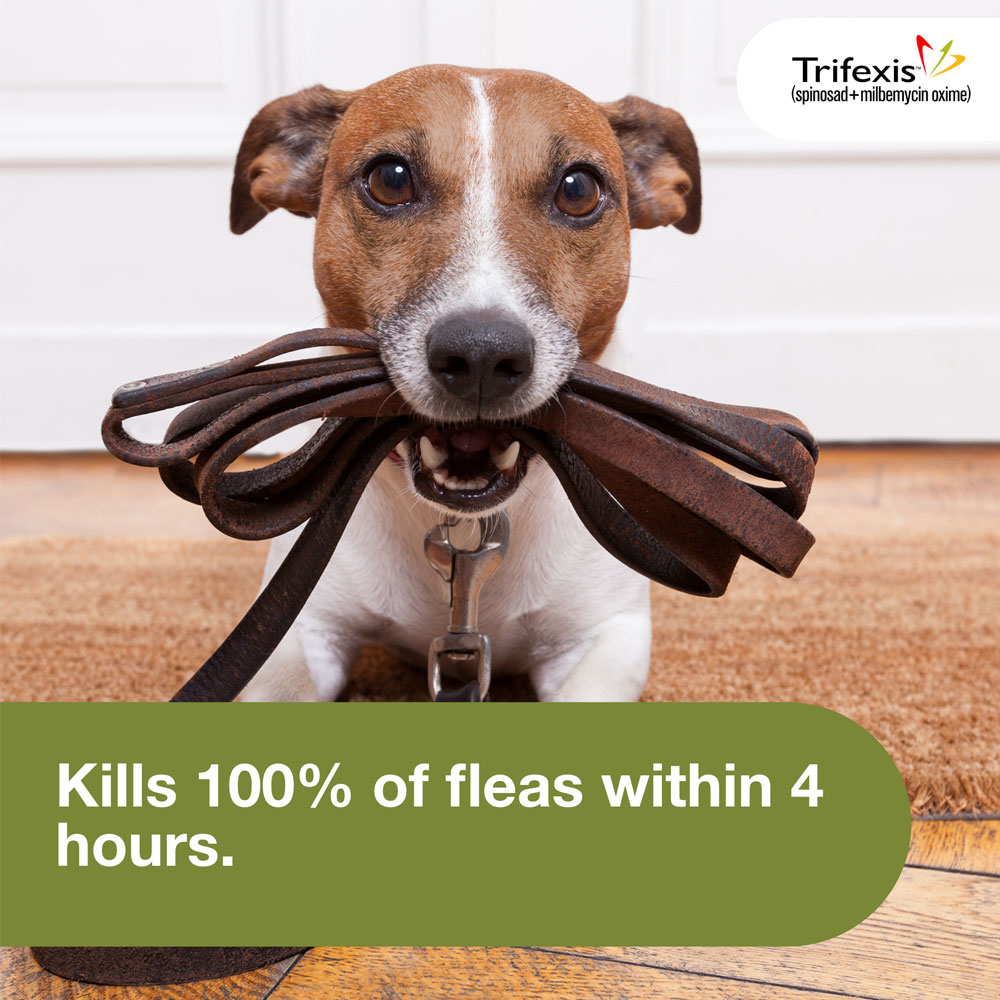 Trifexis 10.120 lbs for Dogs, 1 Chewable Tablet