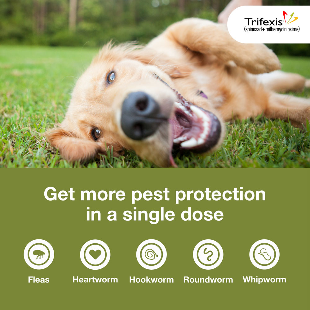 Trifexis 40.160 lbs for Dogs, 12 Chewable Tablets