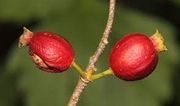 10 Ankola Seeds Alangium salvifolium seeds ,