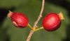 10 Ankola Seeds Alangium salvifolium seeds ,