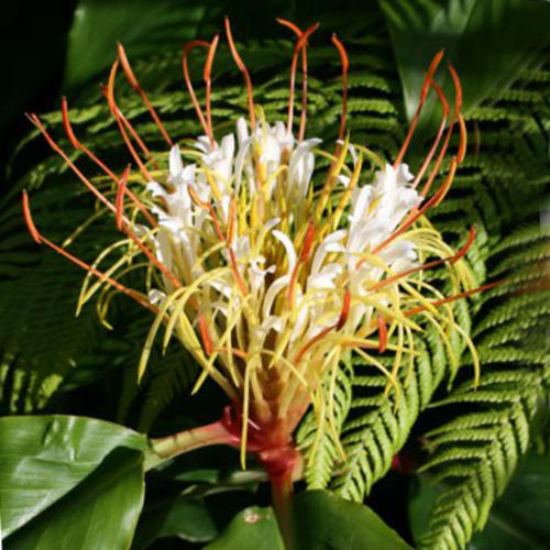 Hedychium ellipticum Seeds ,Rock Butterfly Lily Seeds , Shaving Brush