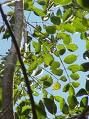 50 Boswellia Serrata Seeds, Indian Frankincense Fresh Seeds