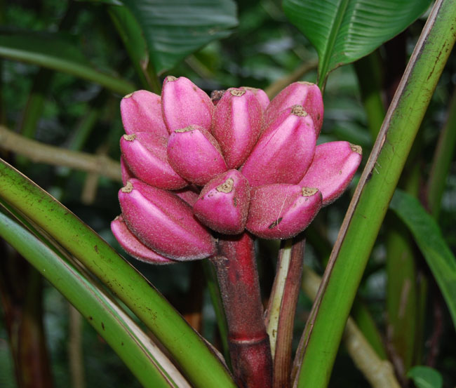 Musa Velutina Seeds , Dwarf Pink Banana Seeds, Musa velutina ,Baby Pink