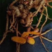 10 Zingiber rubens Rhizomes , Makhir ginger With Phytosanitary certificate