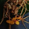 10 Zingiber rubens Rhizomes , Makhir ginger With Phytosanitary certificate