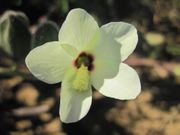 50 Abelmoschus ficulneus Seeds, White Wild Musk Mallow, White Musk Mallow