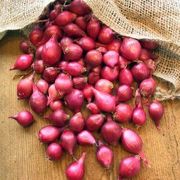 300 Sambar Onion Seeds, Pink Onion Seeds, Small Red Onions ,