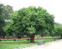 Dillenia indica Seeds , Elephant Apple Tree Seeds, Indian catmon Seeds ...