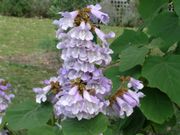 1000  Paulownia fortunei Seeds  ,Dragon Tree Seeds