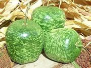 50 Apple Gourd Seeds, Tinda Seeds