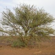25 Acacia ehrenbergiana Seeds, Vachellia flava Seeds, Salam Seeds