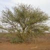 25 Acacia ehrenbergiana Seeds, Vachellia flava Seeds, Salam Seeds