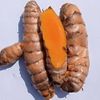 20 Curcuma longa ‘Lakadong’ Turmeric Rhizomes, Lakadong Turmeric 20 Curcuma longa ‘Lakadong’ Turmeric Rhizomes, Lakadong Turmeric