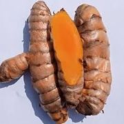 20 Curcuma longa �Lakadong� Turmeric Rhizomes,  Lakadong Turmeric 
