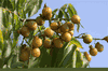 25  Sapindus mukorossi  Seeds, Retha Seeds ,Soap Nut Tree  Seeds