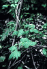 50 Dioscorea nipponica Seeds, Makino Plant Seeds 50 Dioscorea nipponica Seeds, Makino Plant Seeds