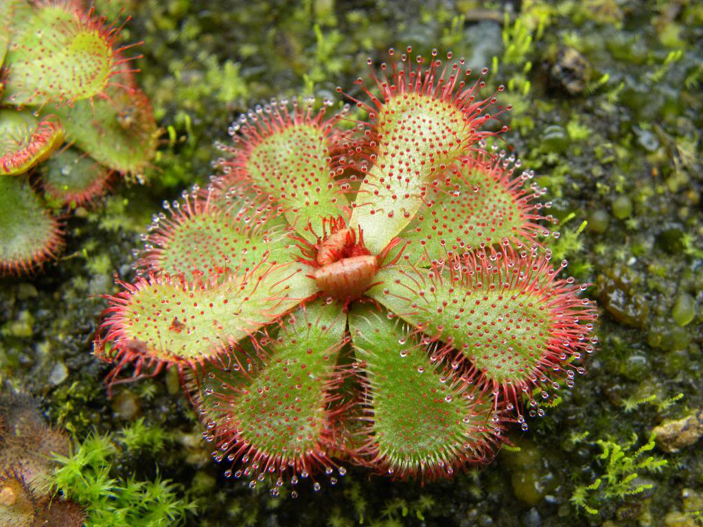 Sundew Plant Python Code Image Carnivorous Plants Sundew