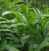 25 Amomum aromaticum  Seeds, Bengal cardamom Seeds 