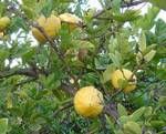 200  Citrus limettioides Seeds , Sweet Lime  Seeds , Lemon Fruit Seeds 