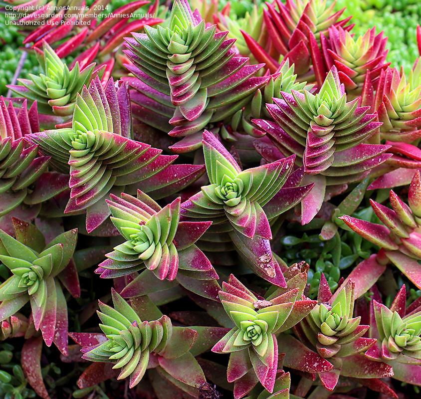 Crassula capitella thyrsiflora Seeds , Pagoda Village plant , Red Pagoda Seeds