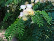 25 Kalkora mimosa Seeds , Albizia kalkora Seeds,