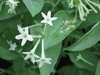 5 Plants Cestrum nocturnum Night Blooming Jasmine Rooted Cuttings 5 Plants Cestrum nocturnum Night Blooming Jasmine Rooted Cuttings