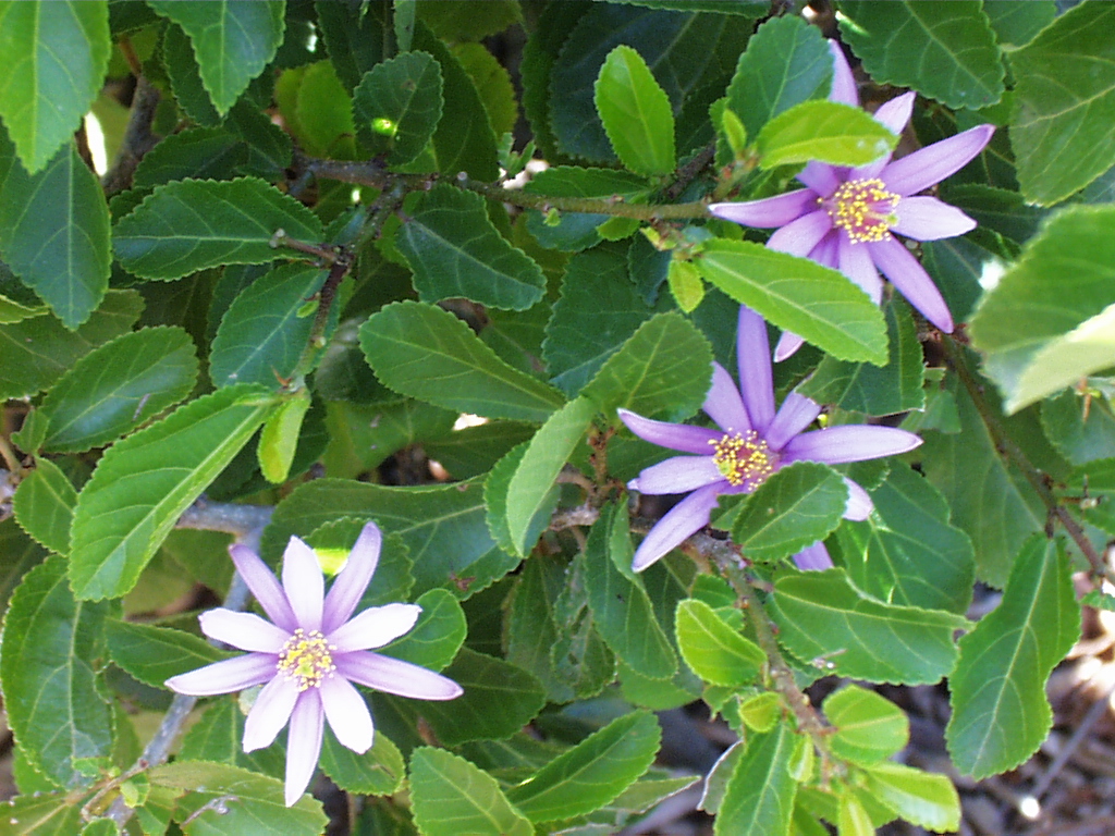Grewia occidentalis Seeds, Lavender Star Flower, Crossberry Seeds ...
