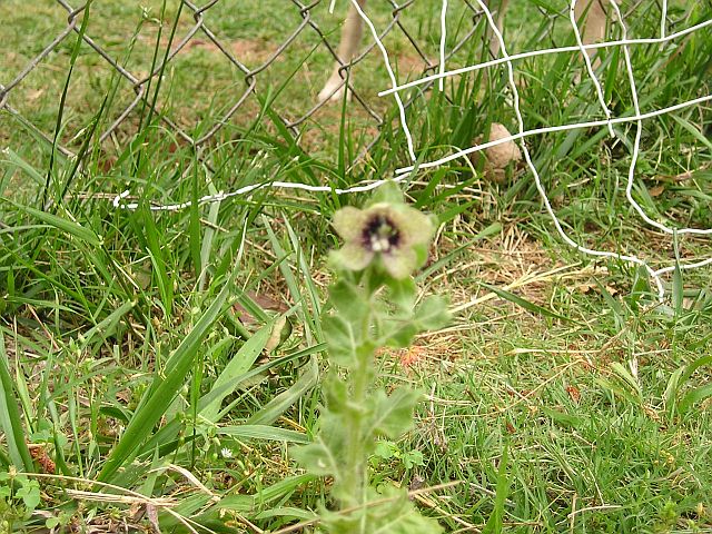 Henbane Seeds , Hyoscyamus niger Seeds, stinking nightshade Seeds ...