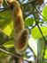 Mucuna pruriens Powder velvet bean Powder cowitch Powder