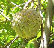 50 Annona squamosa Seeds, , Custard apple Fruit  Seeds