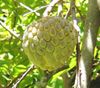 50 Annona squamosa Seeds, , Custard apple Fruit  Seeds
