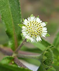 Semi Di Eclipta Prostrata – Yerba De Tajo – Semi Per Piantare