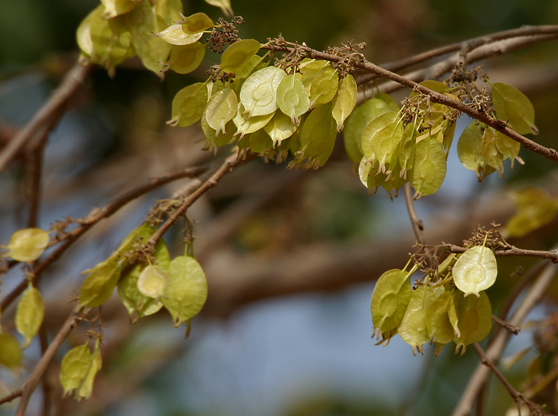 Holoptelea integrifolia Seeds, Indian Elm Tree Seeds, Ulmus